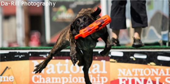 jumping dog